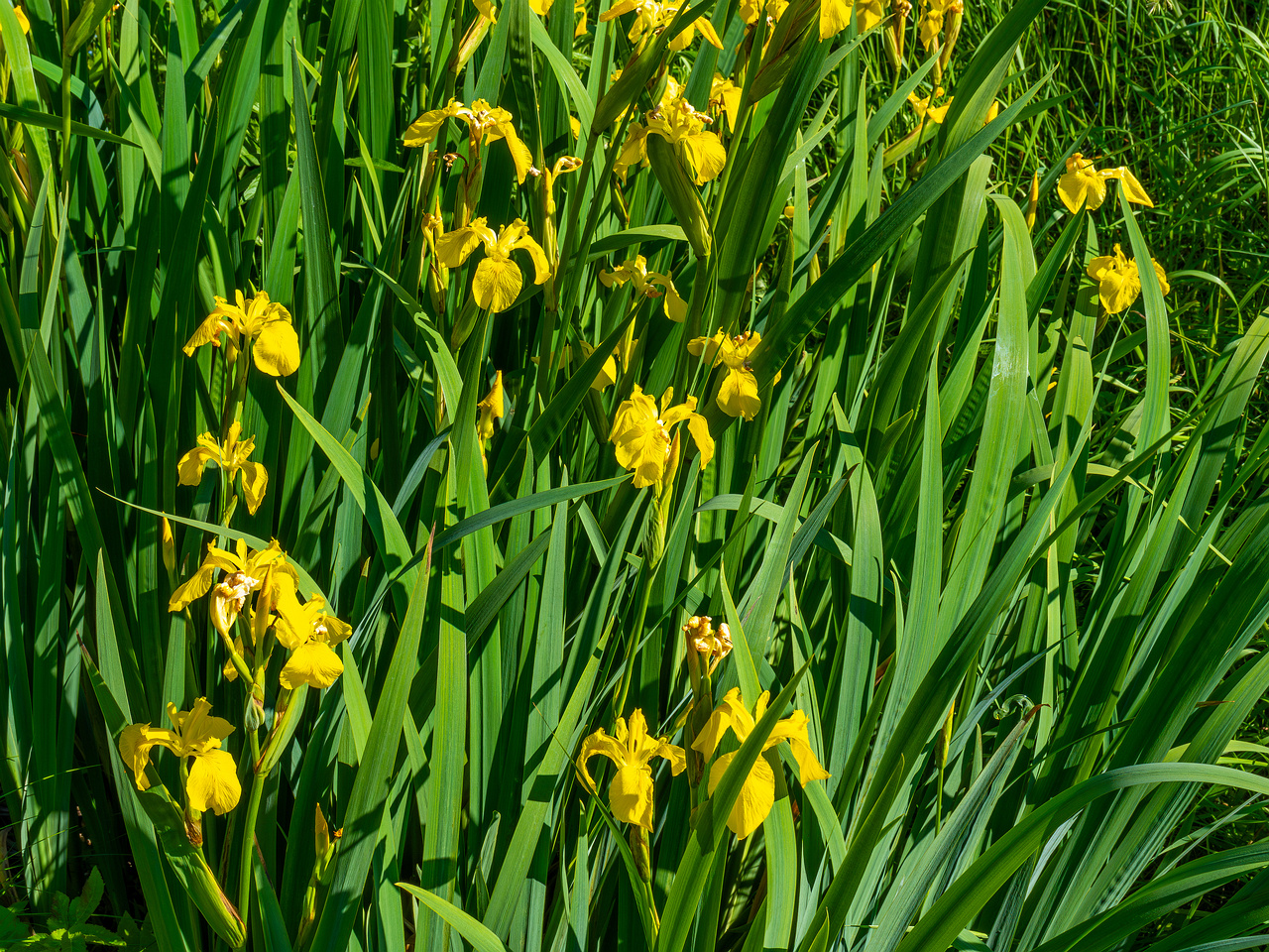 botanical_garden_gutter_ditch-1