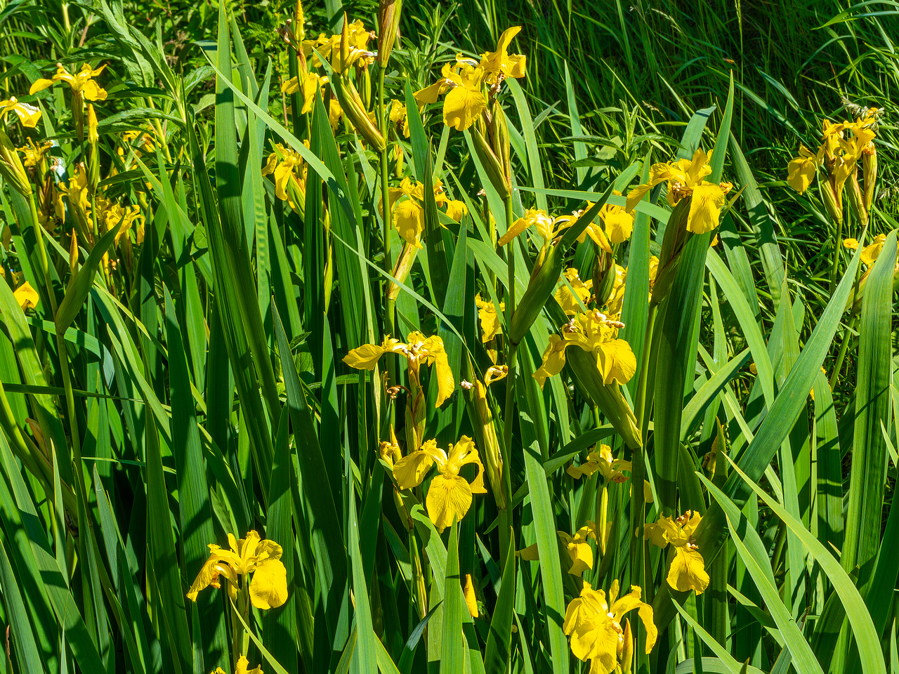 botanical_garden_gutter_ditch-2