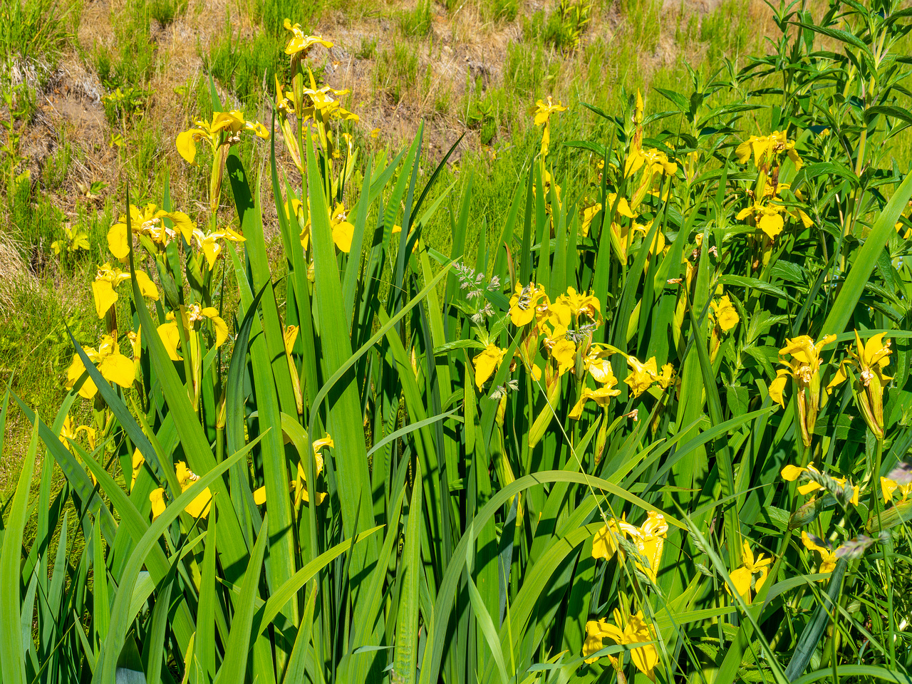 botanical_garden_gutter_ditch-3