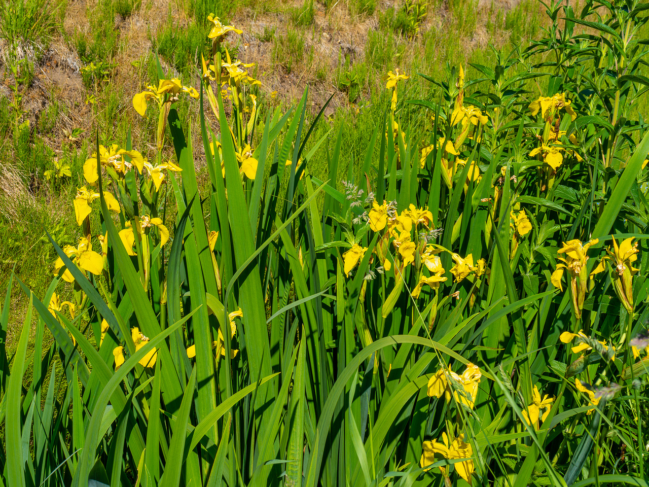 botanical_garden_gutter_ditch-4