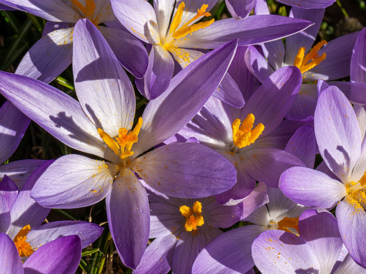 !!Crocus vernus _2026-03-21_1-16