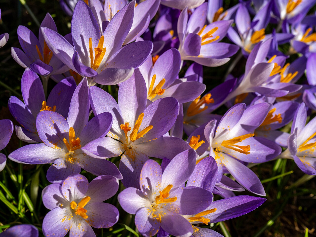 !Crocus vernus _2026-03-21_1-8