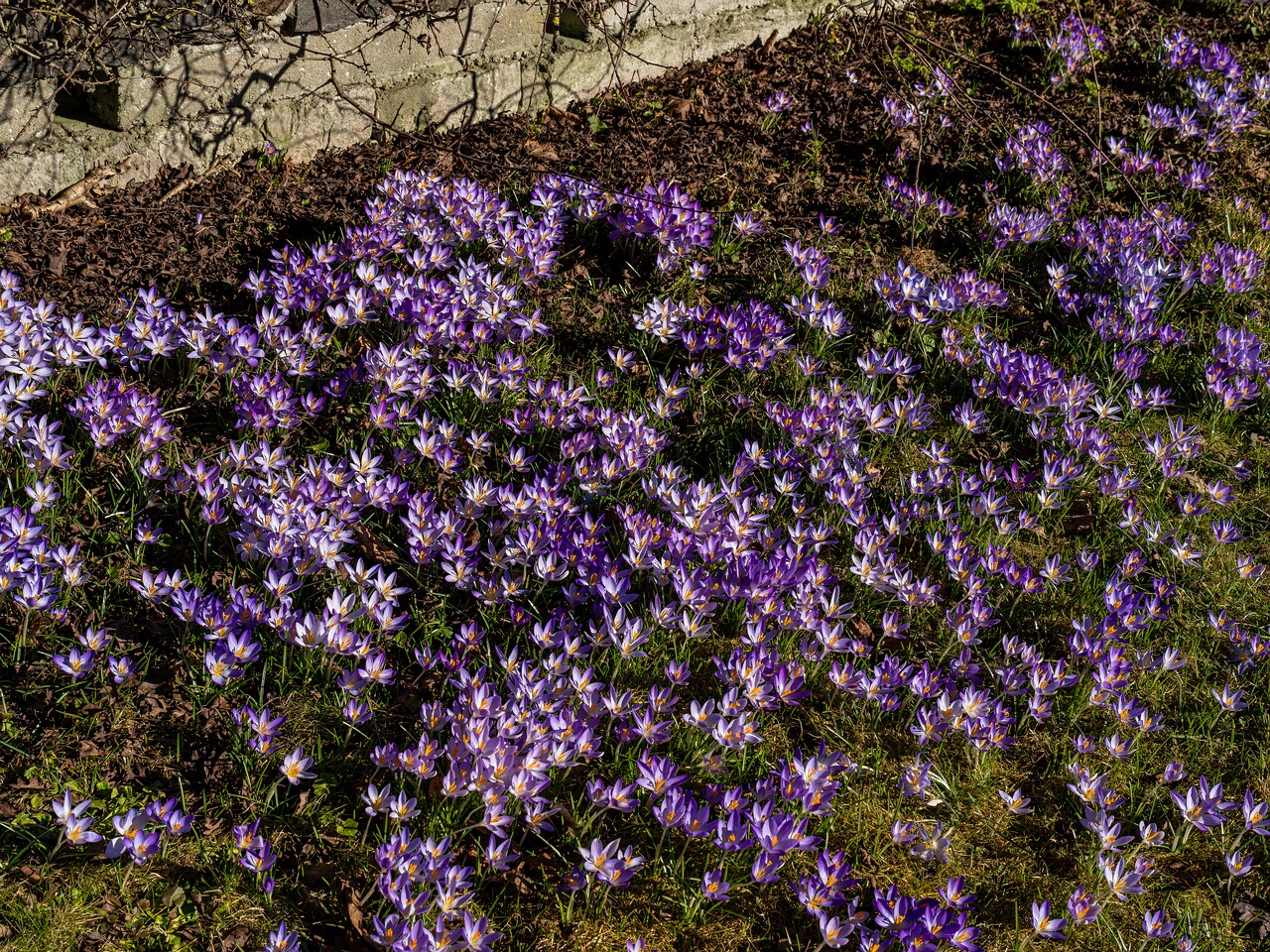 Crocus vernus _2026-03-21_1-1