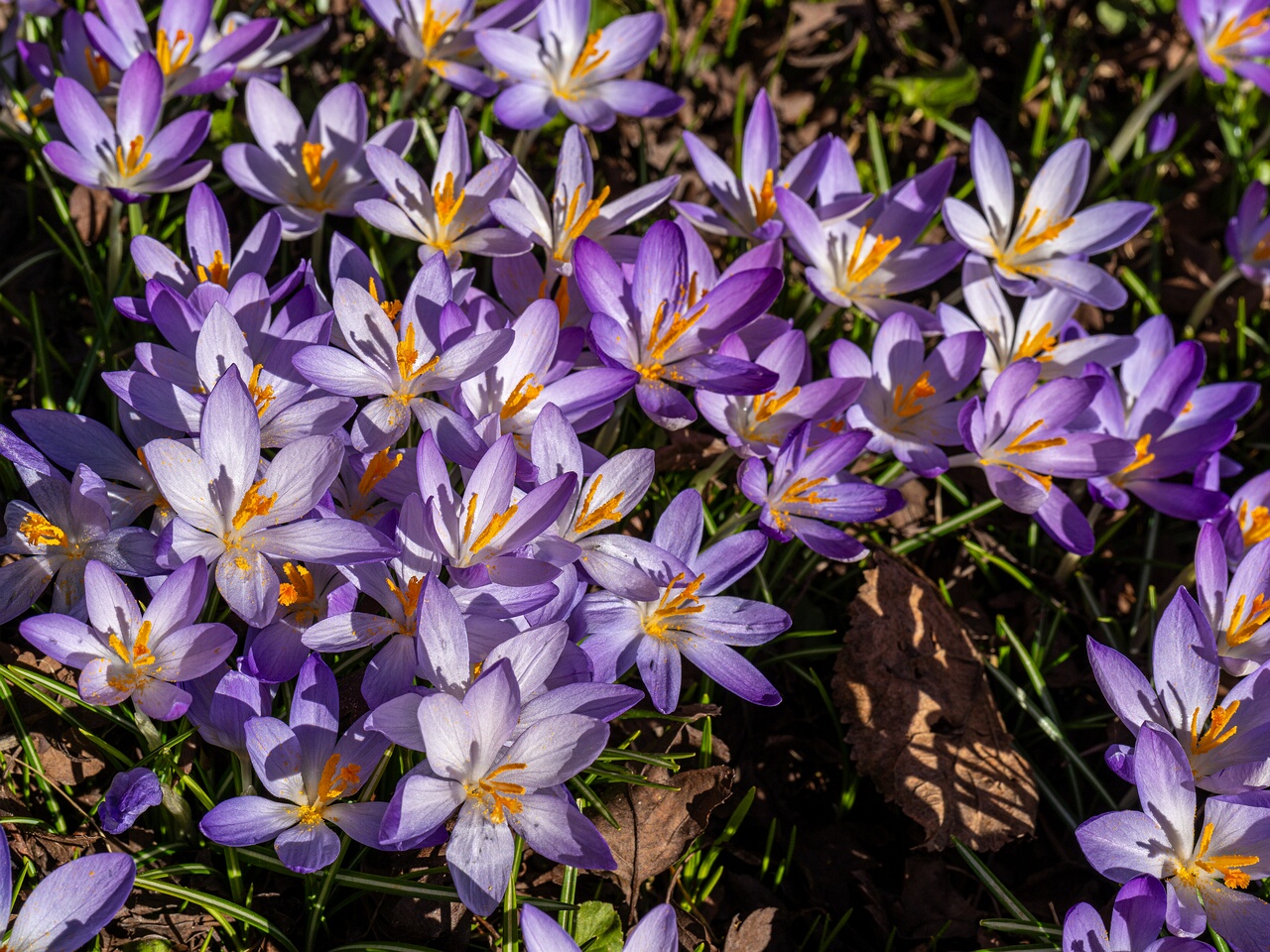 Crocus vernus _2026-03-21_1-10