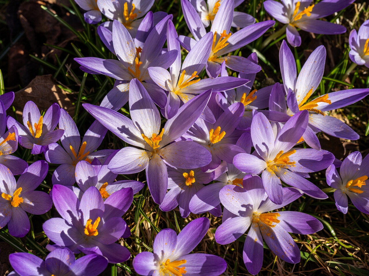 Crocus vernus _2026-03-21_1-11