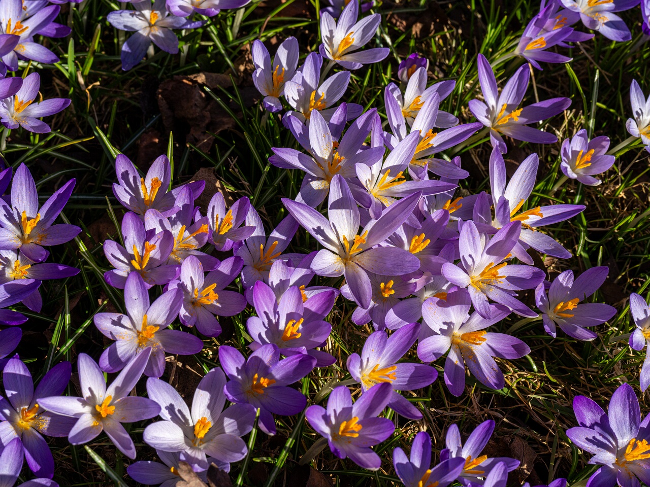 Crocus vernus _2026-03-21_1-12