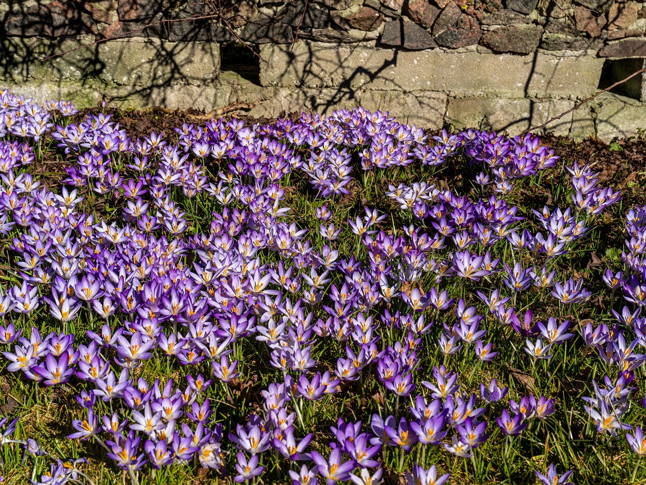 Crocus vernus _2026-03-21_1-13