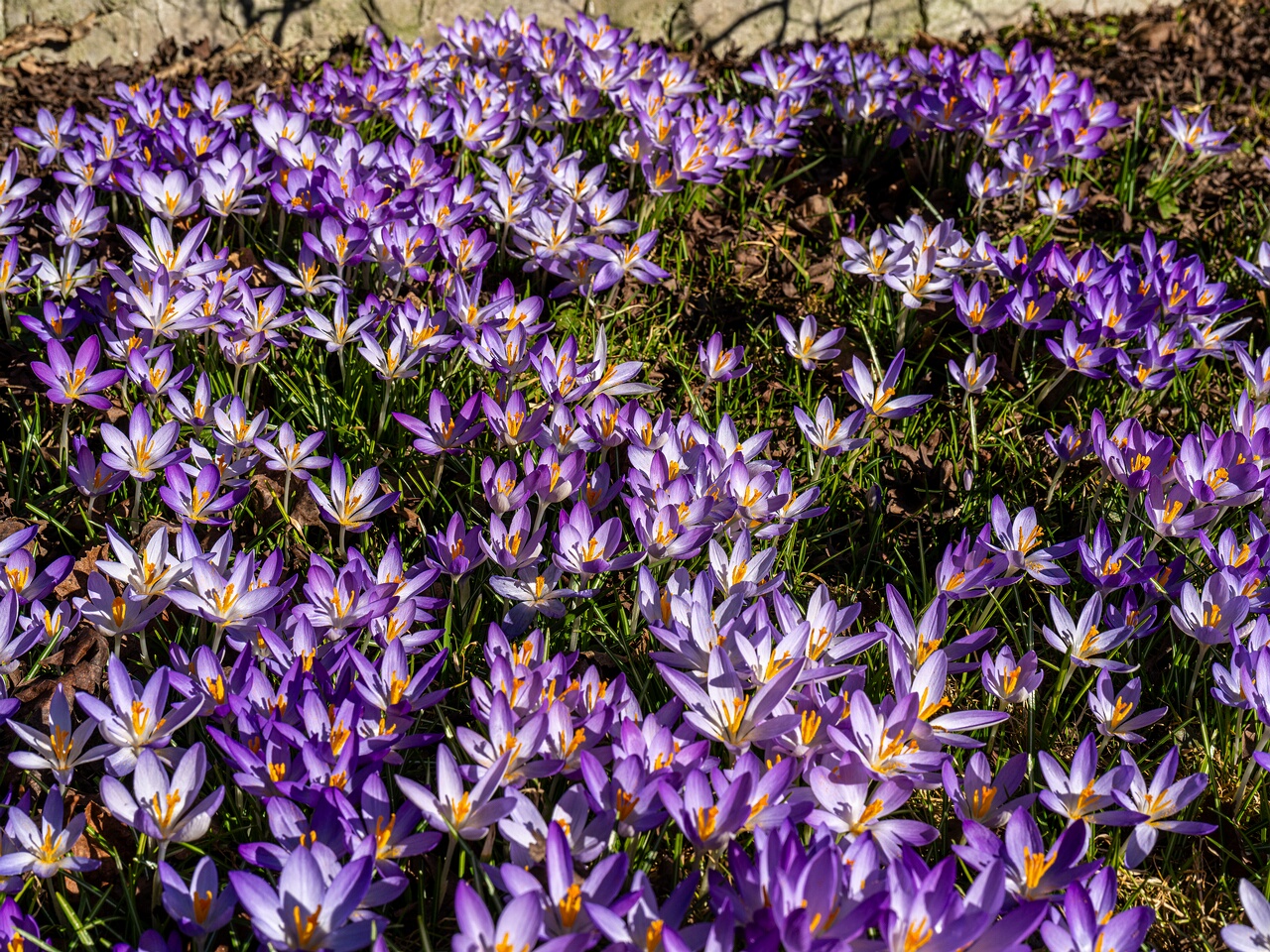 Crocus vernus _2026-03-21_1-14