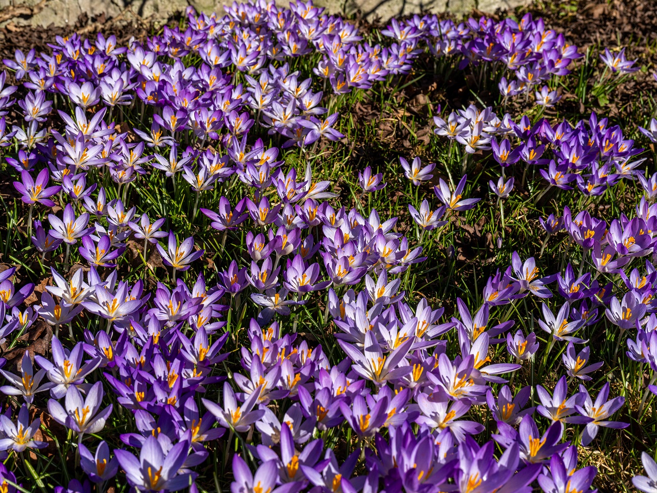 Crocus vernus _2026-03-21_1-15