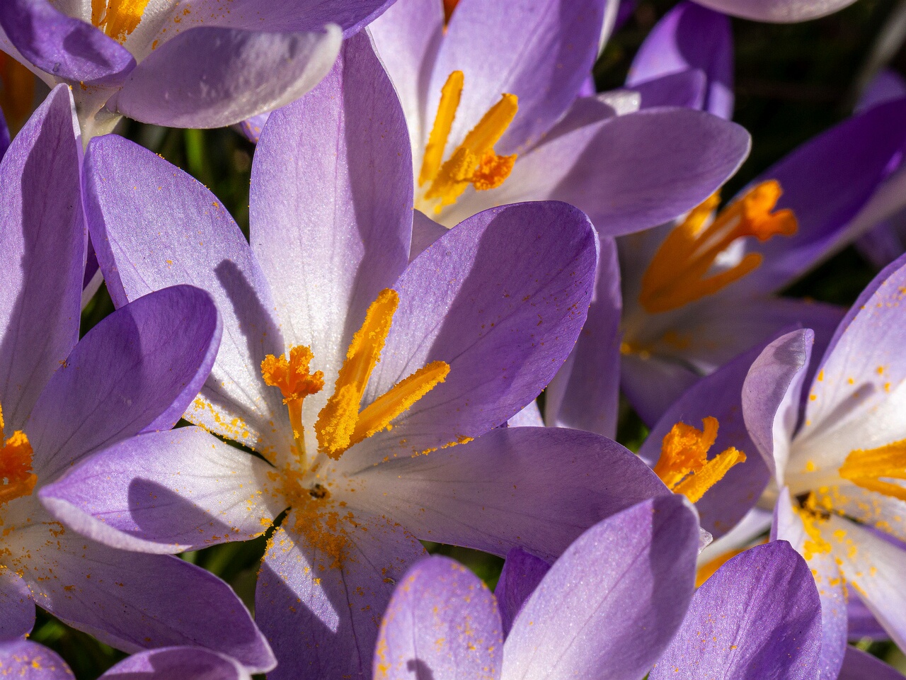 Crocus vernus _2026-03-21_1-17