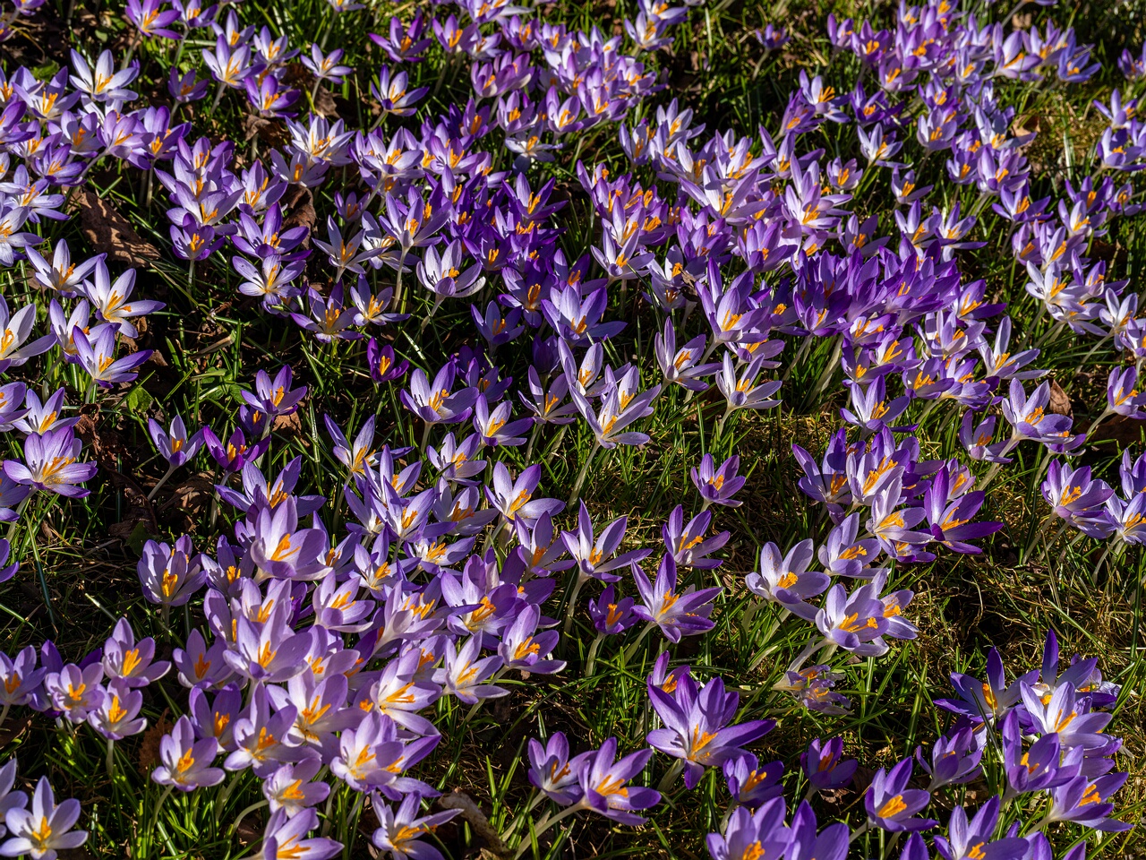 Crocus vernus _2026-03-21_1-2