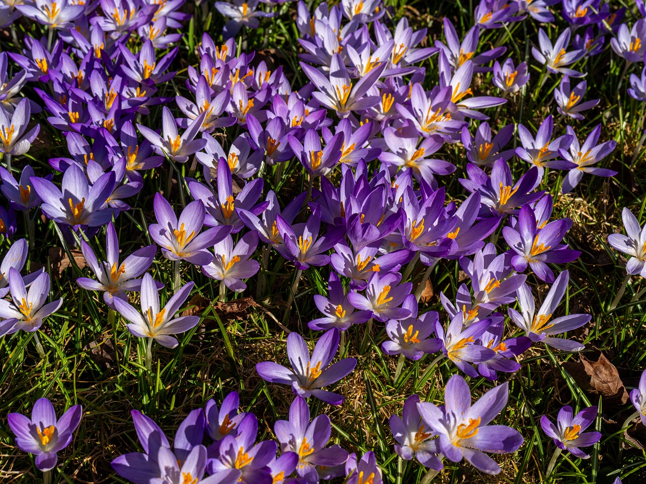 Crocus vernus _2026-03-21_1-3