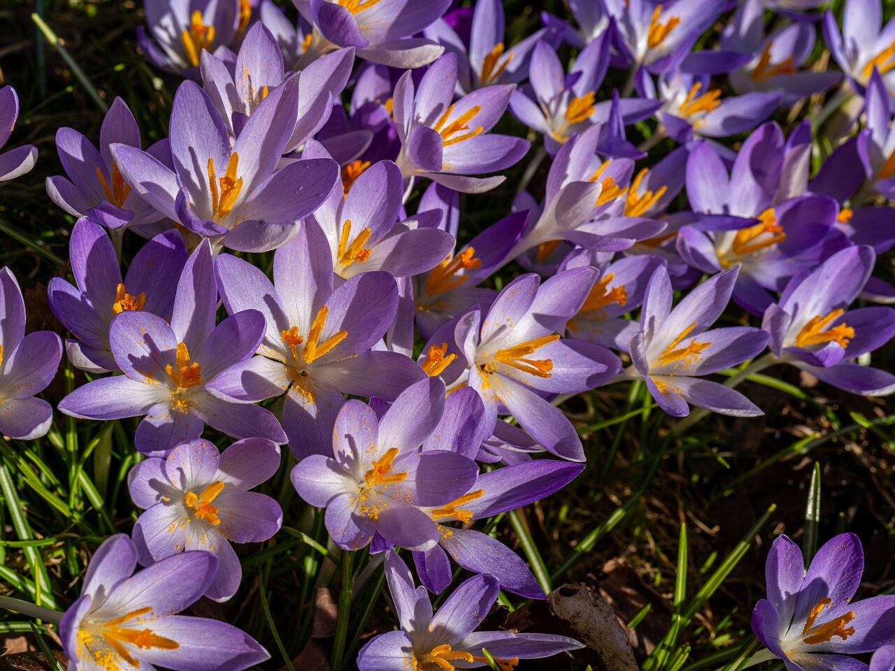 Crocus vernus _2026-03-21_1-4