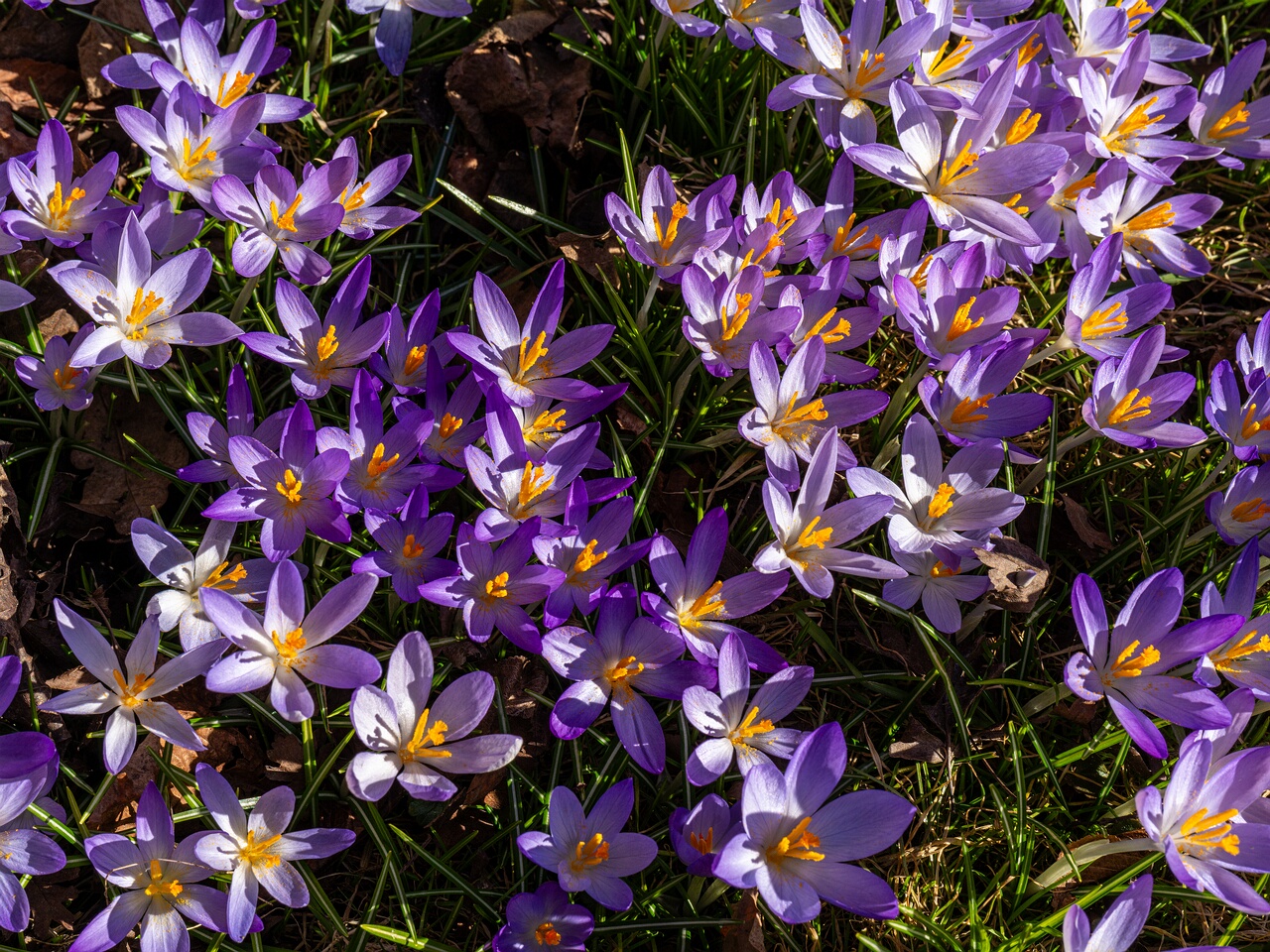Crocus vernus _2026-03-21_1-5