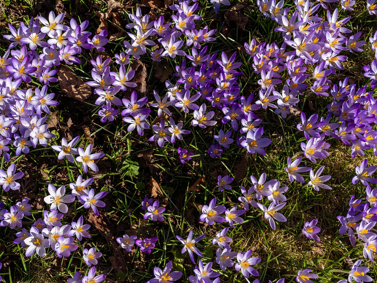 Crocus vernus _2026-03-21_1-6