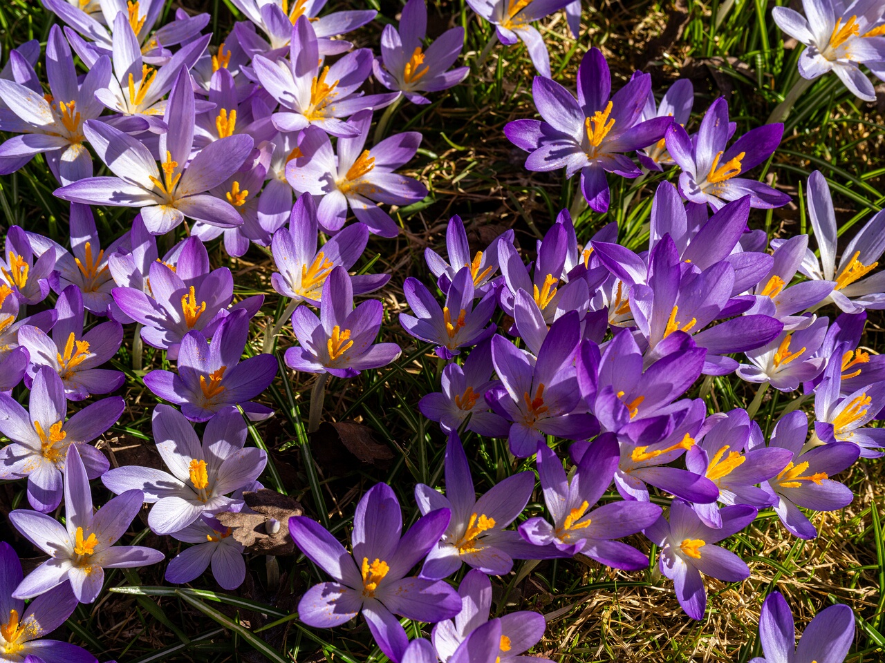 Crocus vernus _2026-03-21_1-7