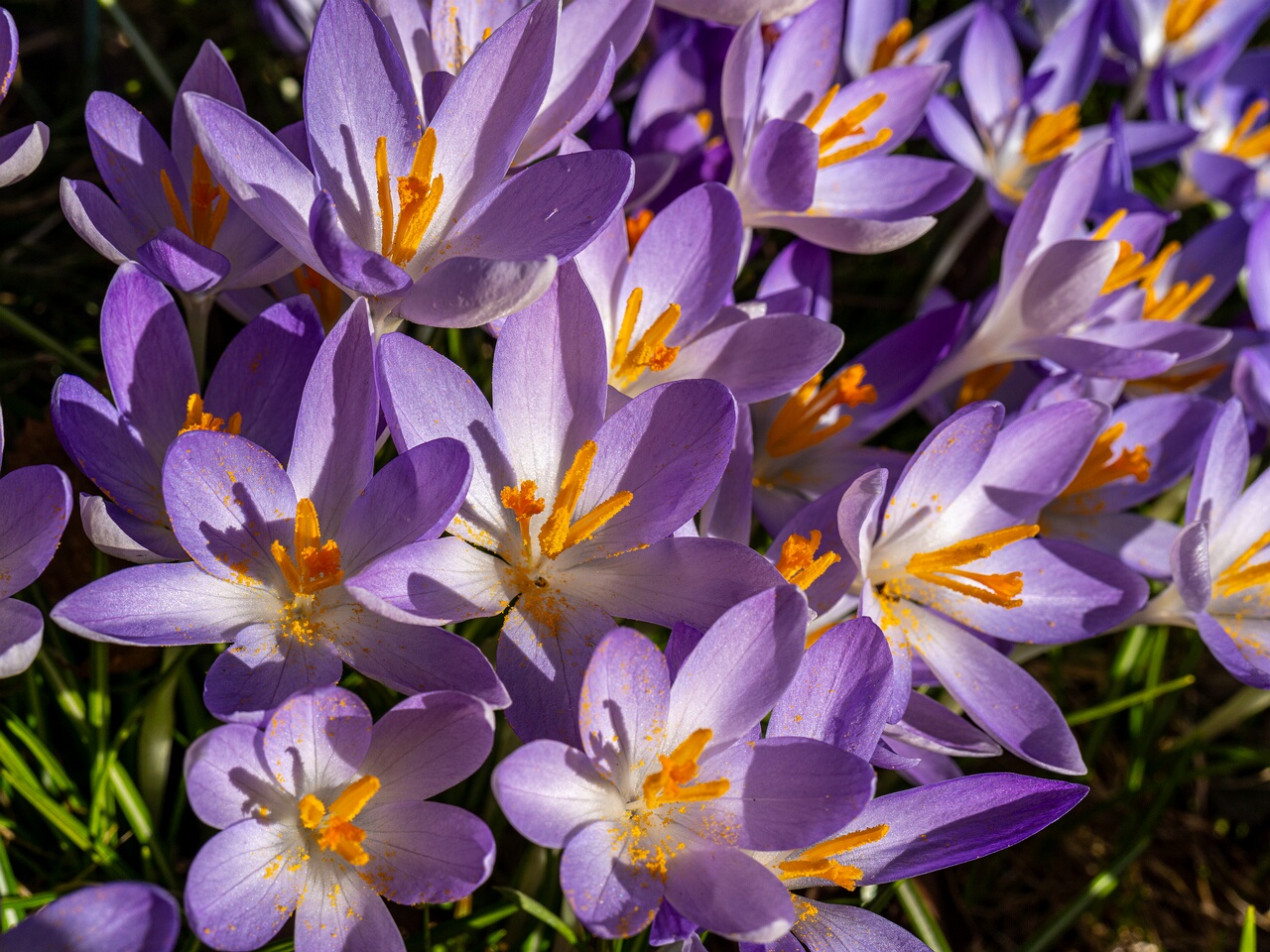 Crocus vernus _2026-03-21_1-9