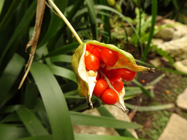 Ирис вонючий - Iris foetidissima