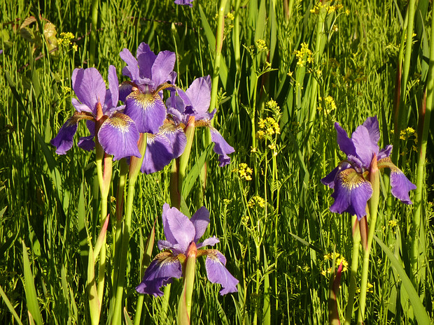 Ирис сибирский - Iris sibirica