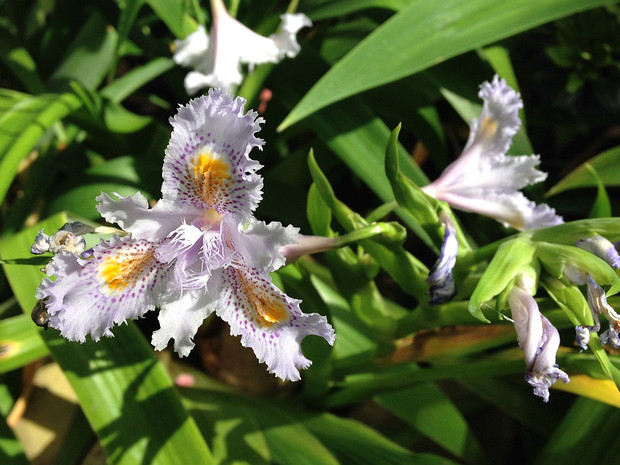 Ирис японский - Iris japonica