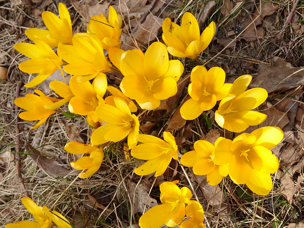 Крокус жёлтый - Crocus flavus