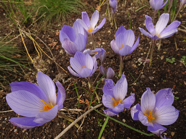 Крокус прекрасный - Crocus speciosus