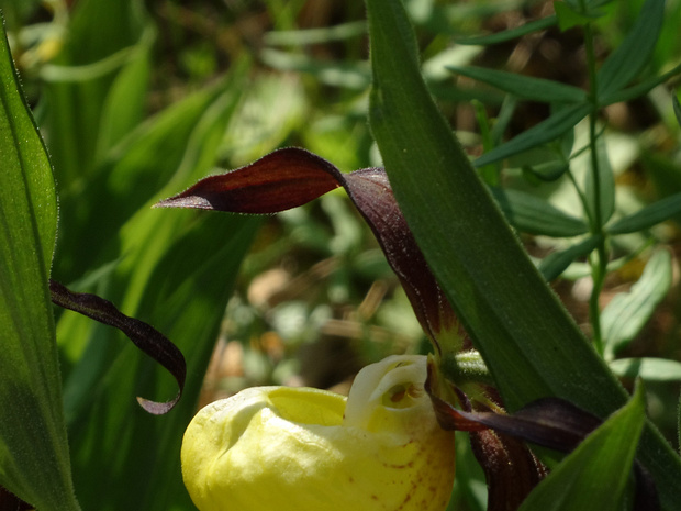 Башмачок настоящий - Cypripedium calceolus