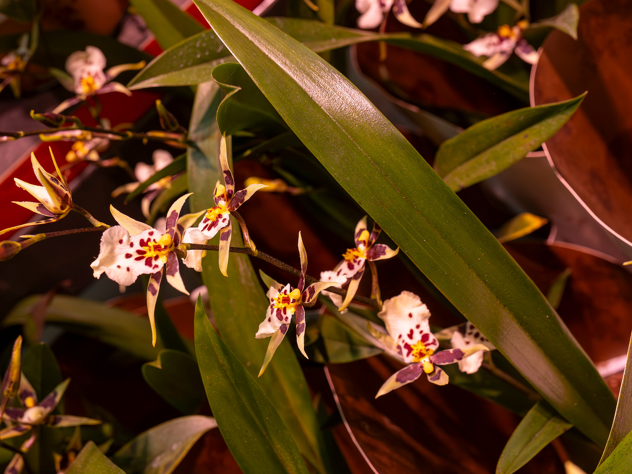 brassia-'summer-dream'-1