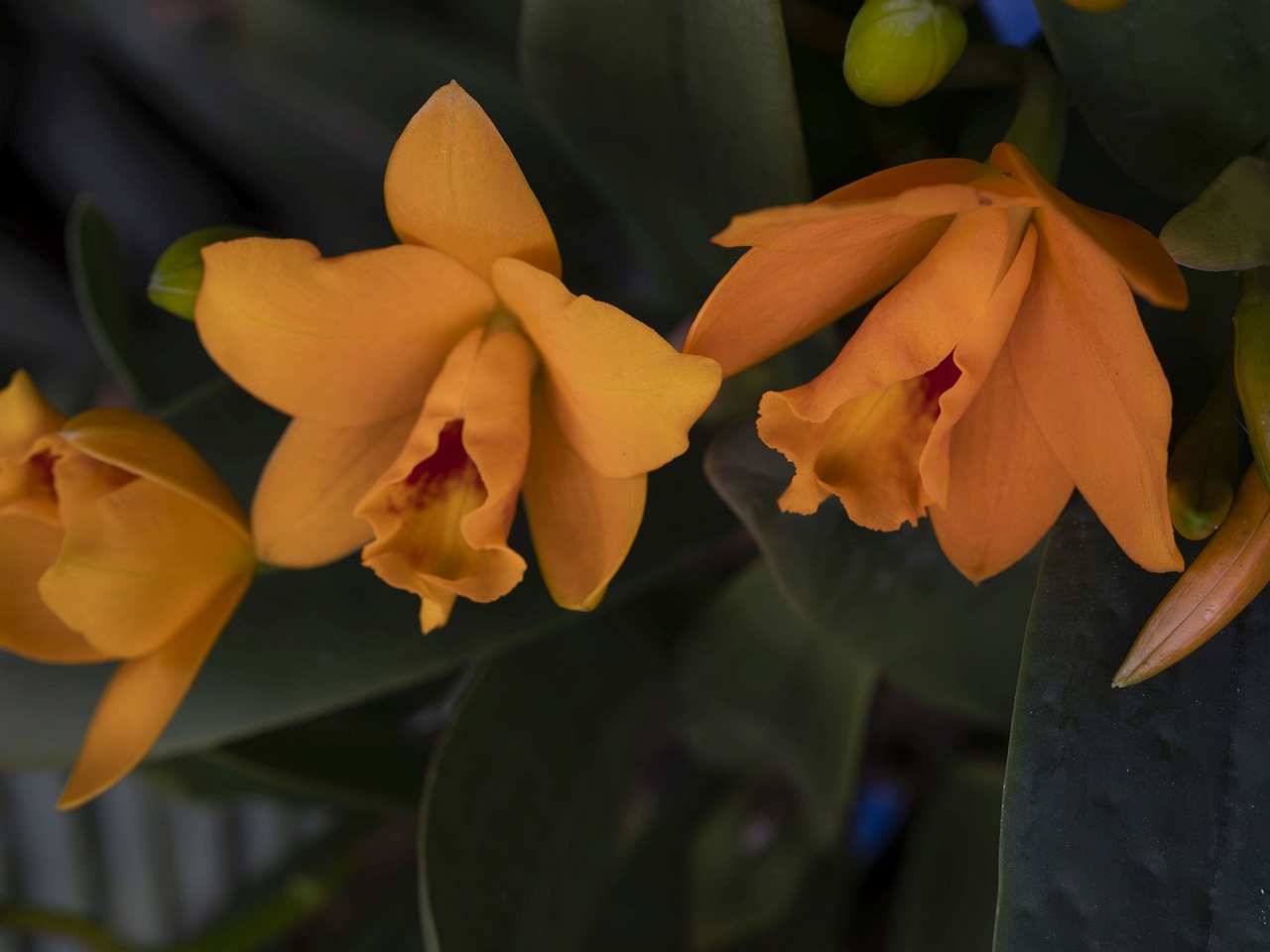 !guarianthe-aurantiaca-1