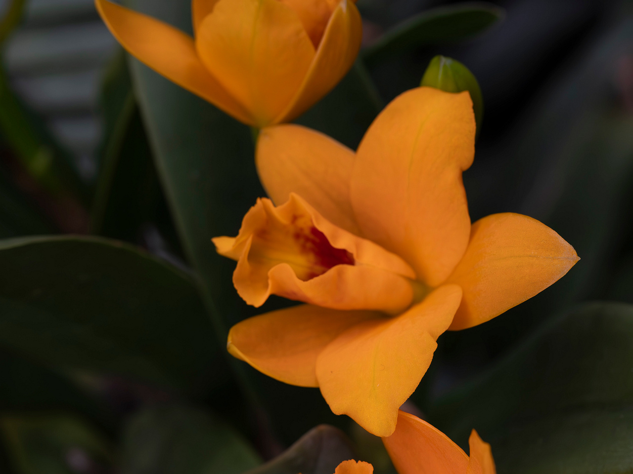 guarianthe-aurantiaca-1