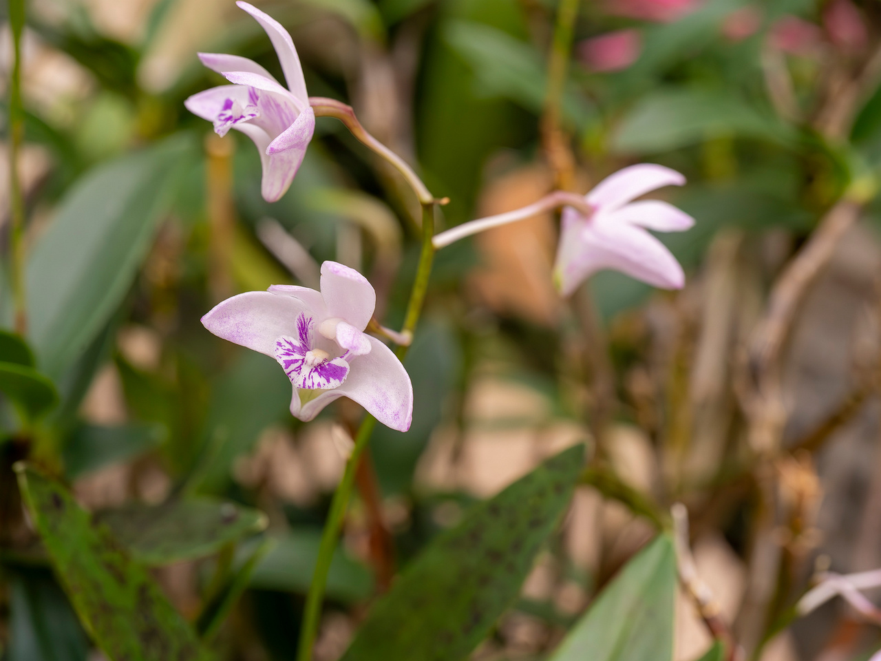 dendrobium-kingianum-1