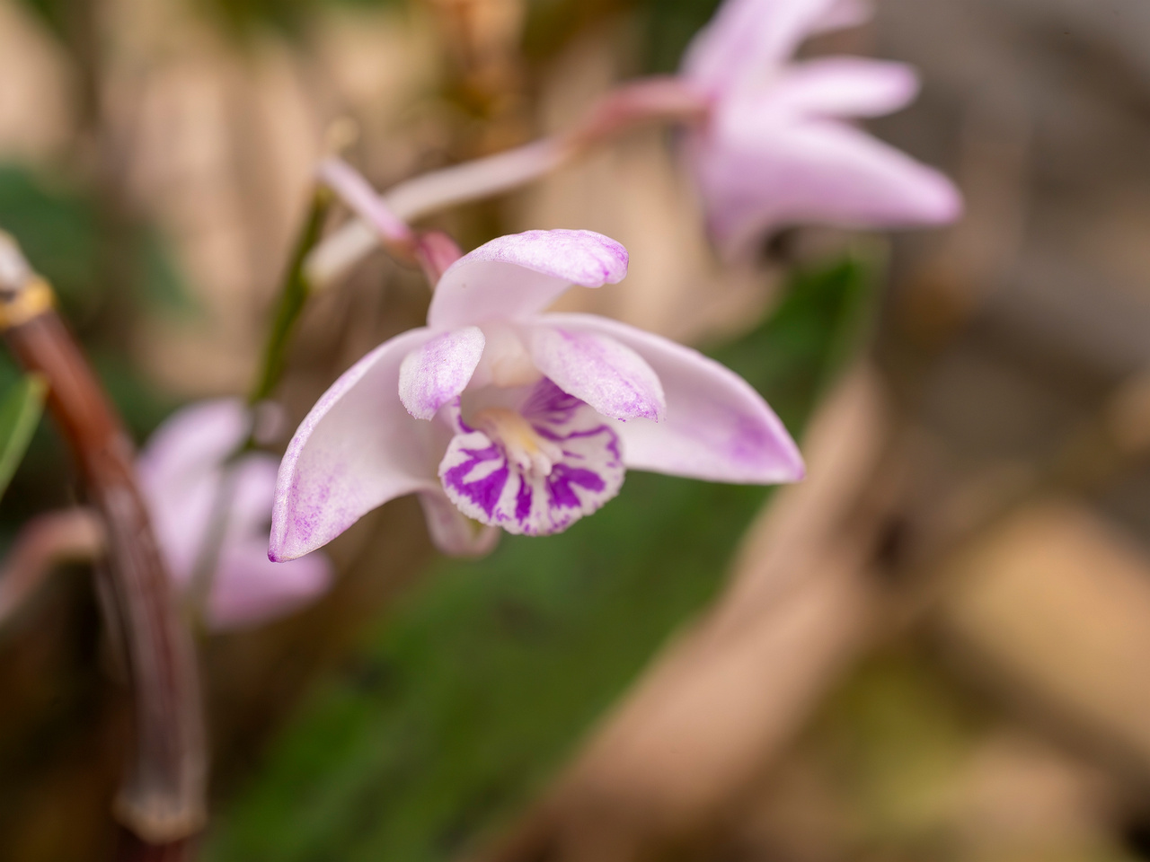 dendrobium-kingianum-2