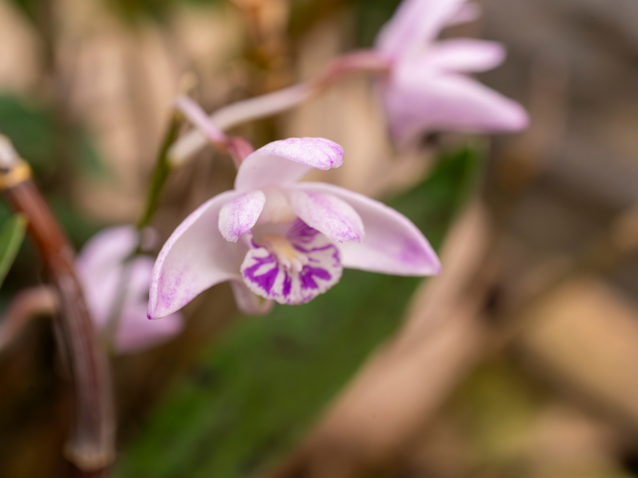 dendrobium-kingianum-3