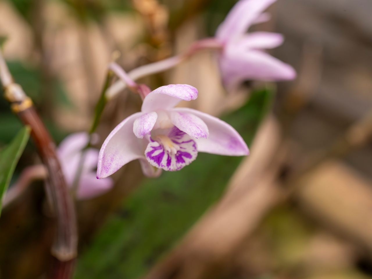 dendrobium-kingianum-4