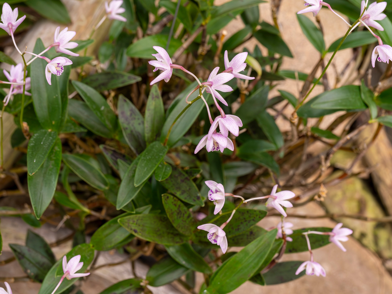 dendrobium-kingianum-5