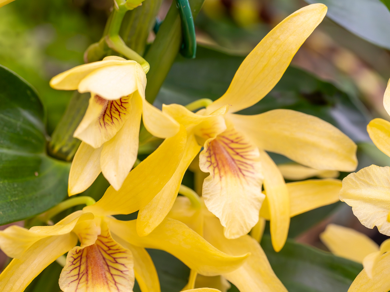 dendrobium-nobile-5