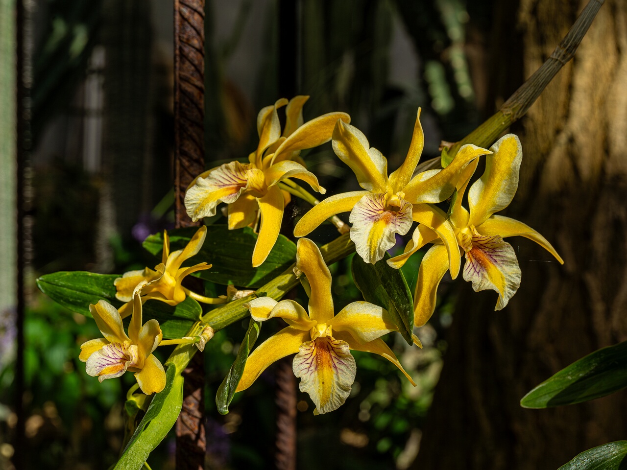 Dendrobium Stardust _2026-05-08_1-1