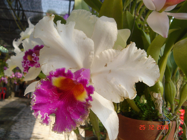 Каттлея гибридная - Cattleya hybrida