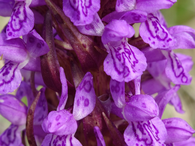 Пальчатокоренник кровавый - Dactylorhiza incarnata ssp. cruenta