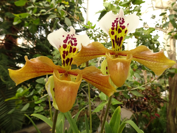 Пафиопедилум Гратрикса - Paphiopedilum gratrixianum