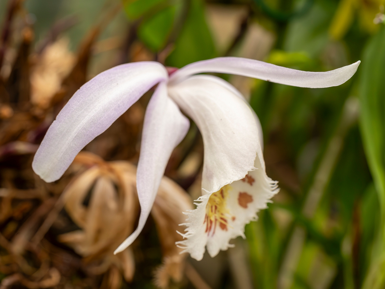 pleione-formosana-1