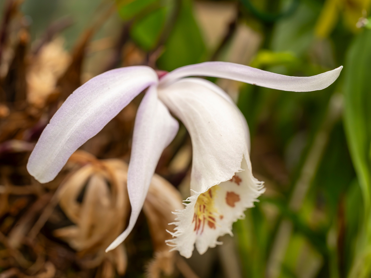 pleione-formosana-2