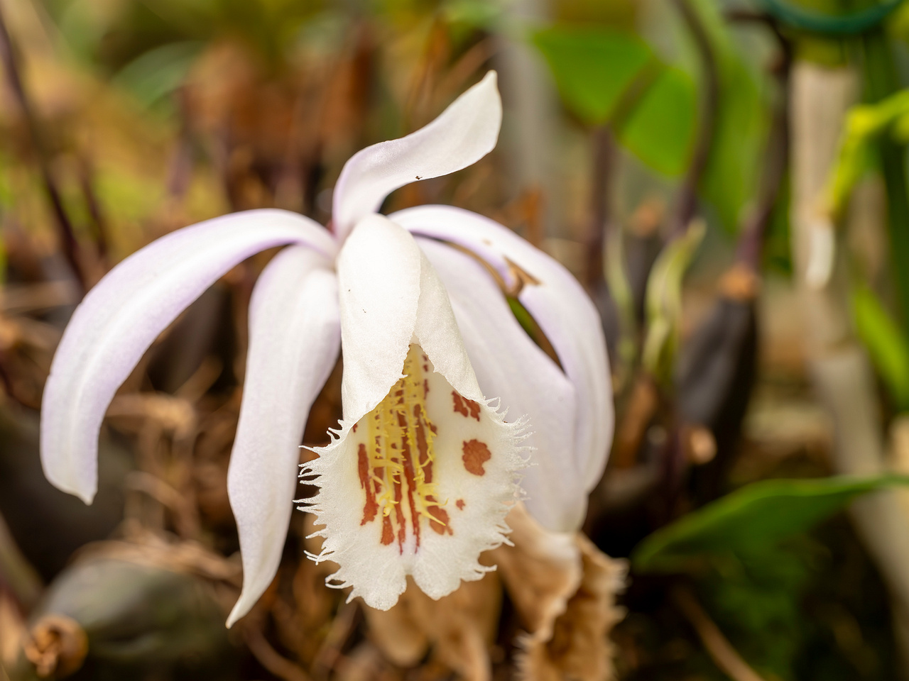 pleione-formosana-3