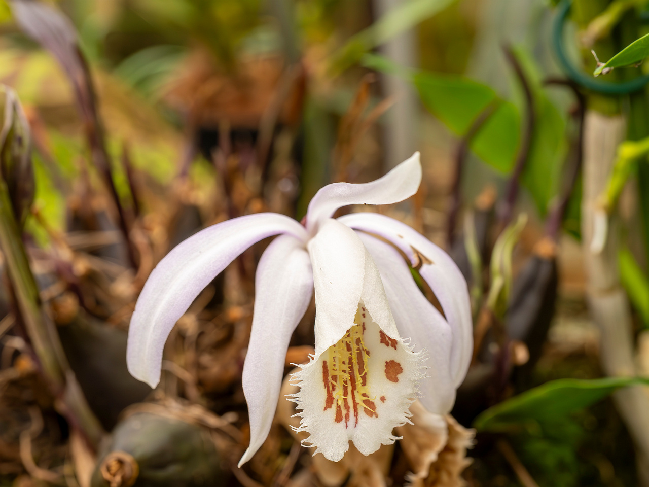 pleione-formosana-5