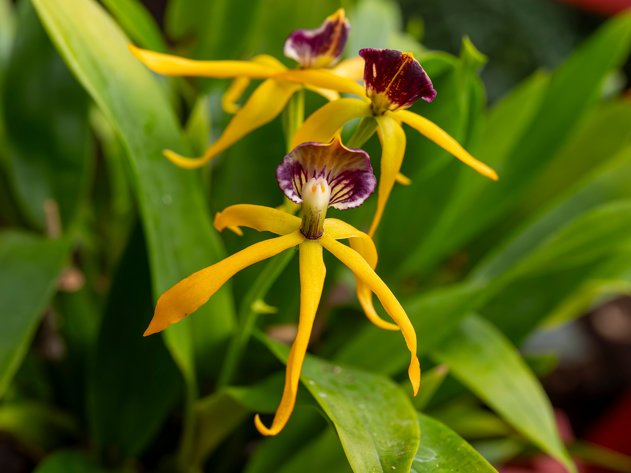 !prosthechea-cochleata-1