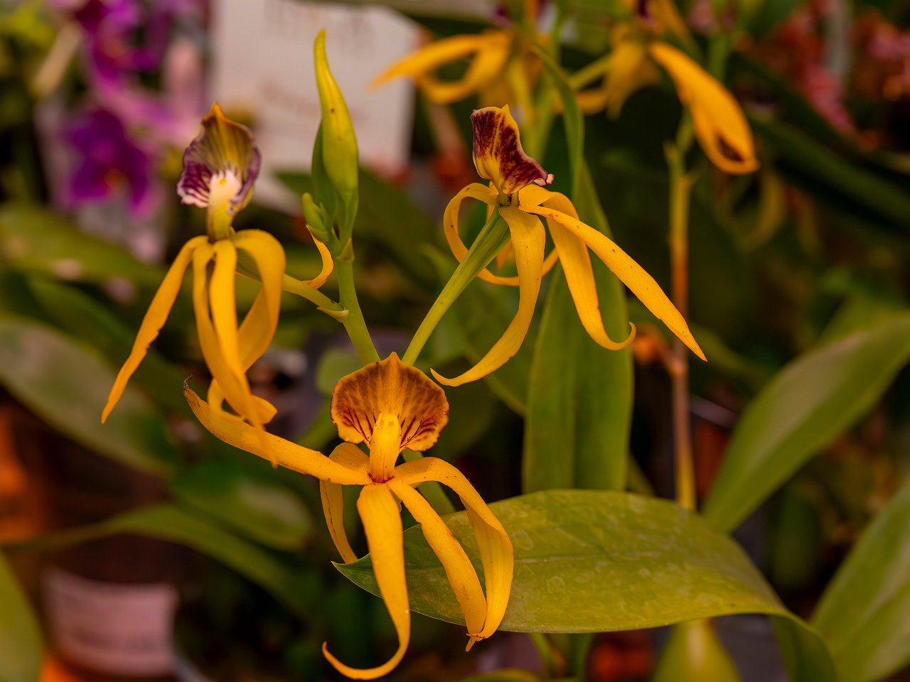 encyclia-cochleata-'octopussy'-1