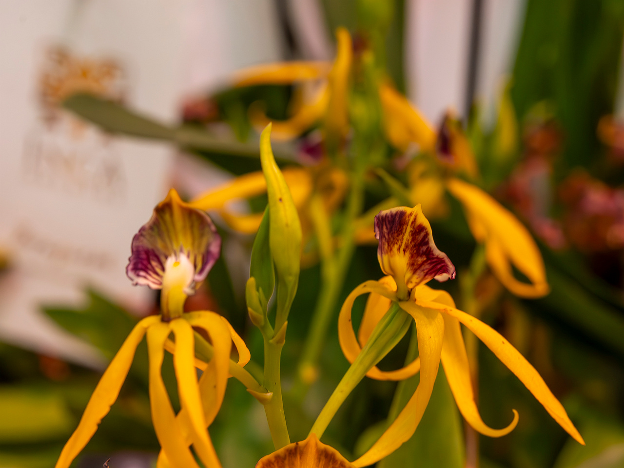 encyclia-cochleata-'octopussy'-3