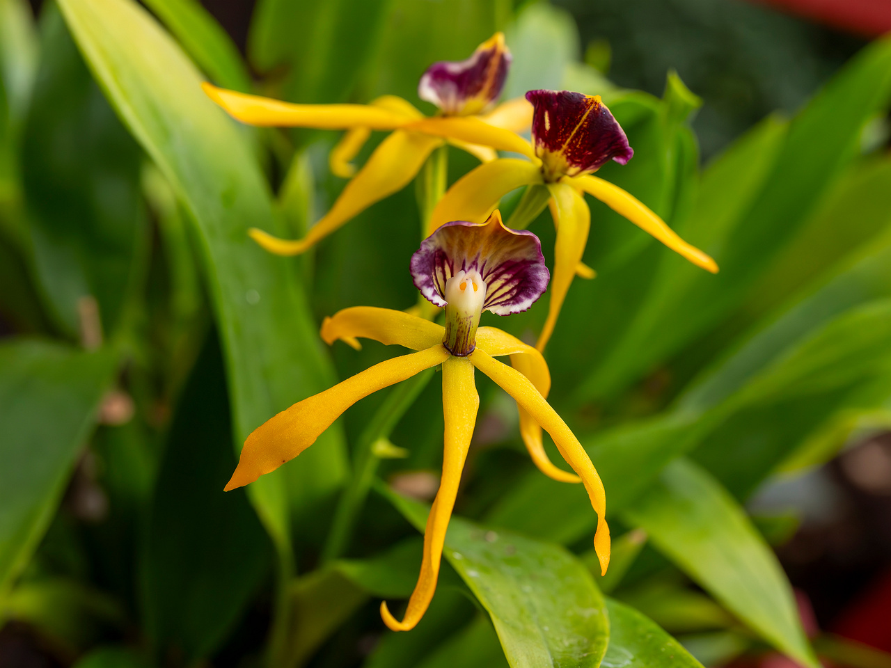 prosthechea-cochleata-2