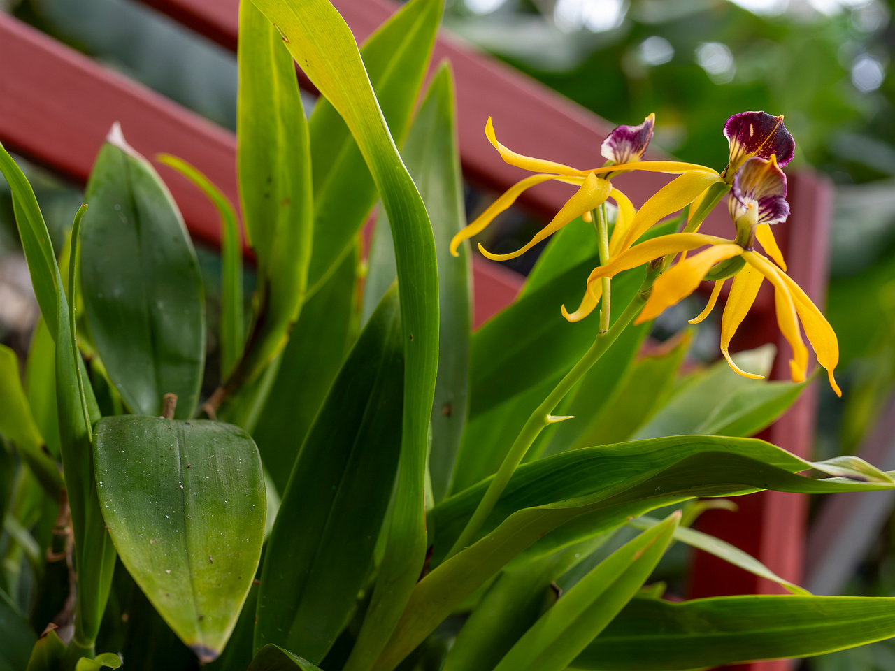 prosthechea-cochleata-3