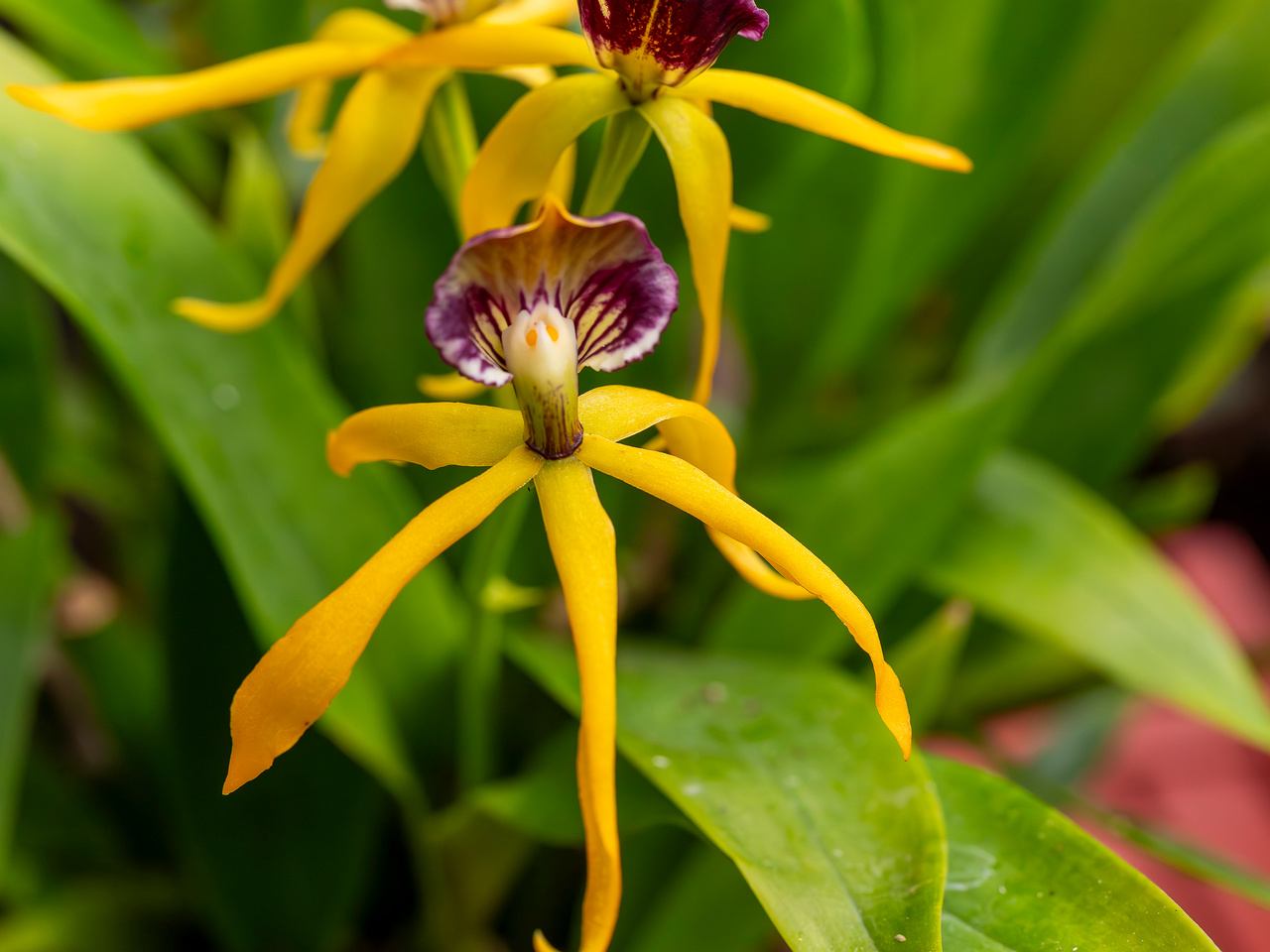 prosthechea-cochleata-5